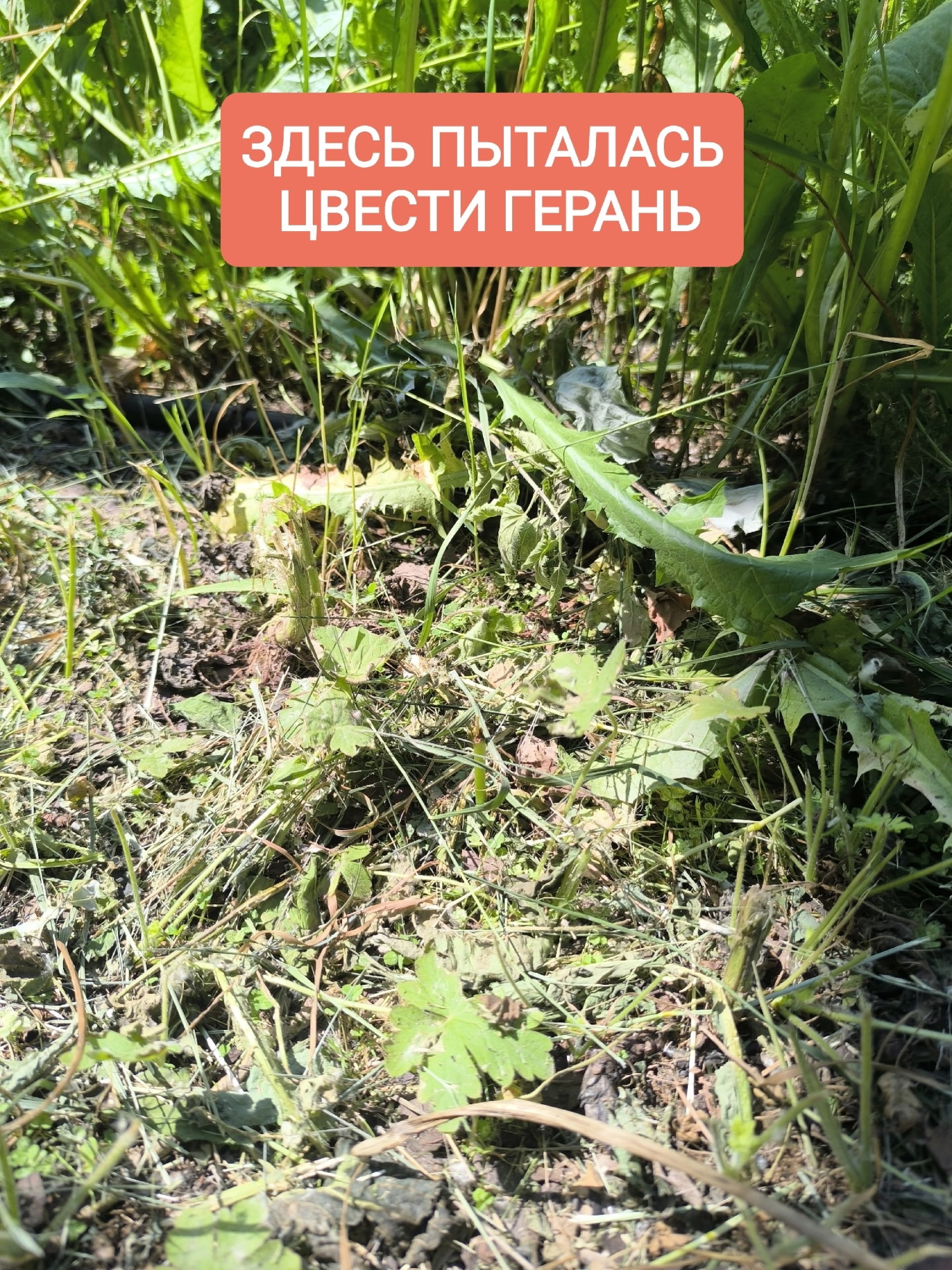 Изображение 387